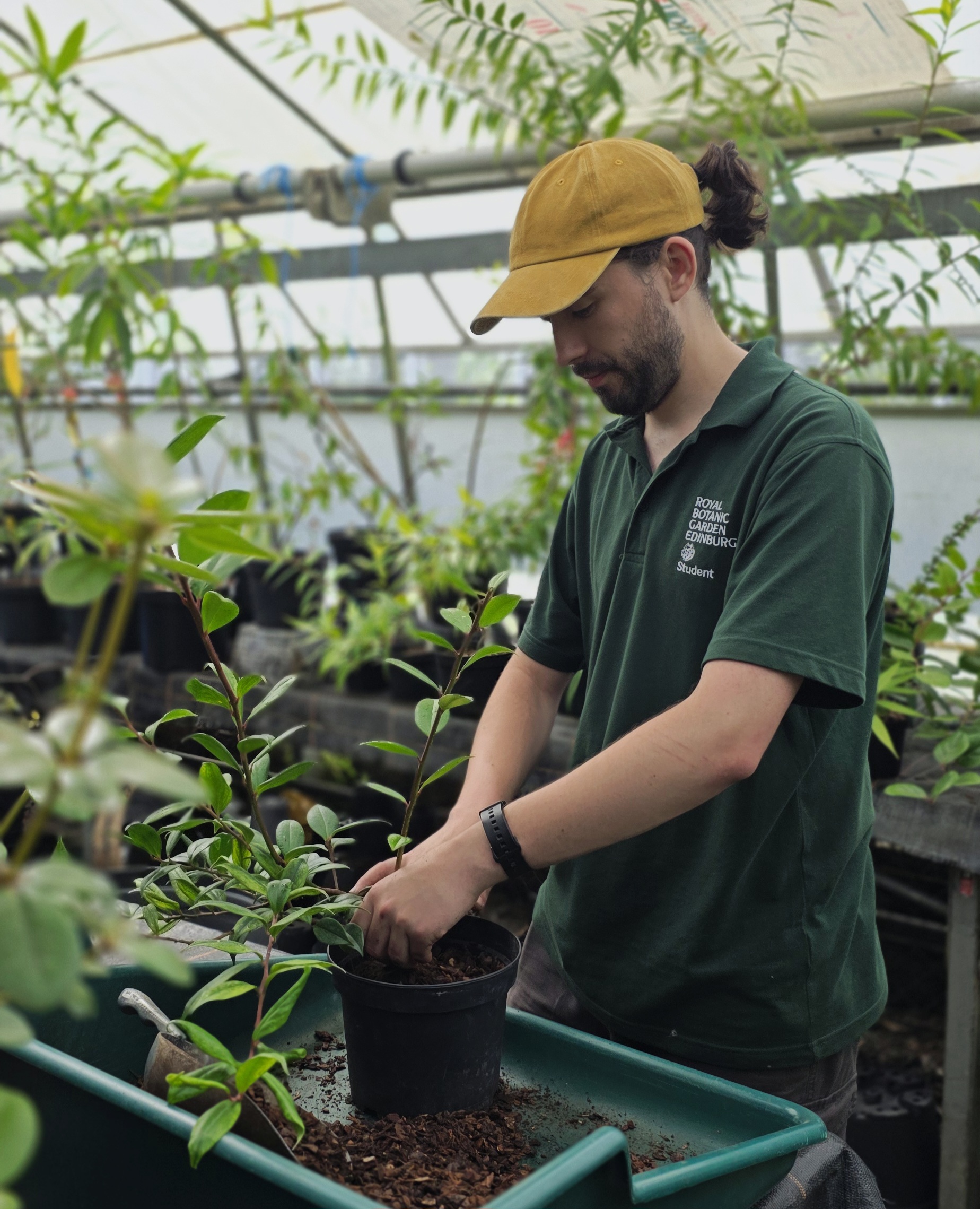 Man Working In a greenhouse