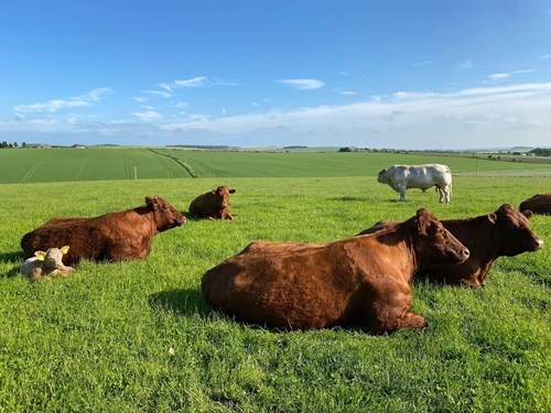 Cattle in field