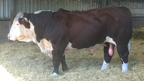 Bull