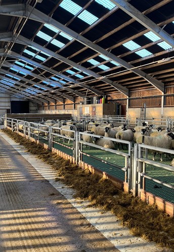 Sheep slats