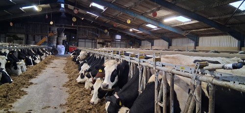 Dairy cows