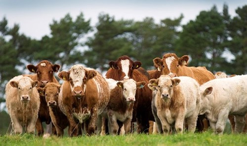 Suckler Cows